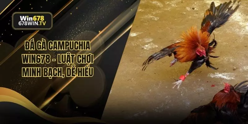 Đá gà campuchia
