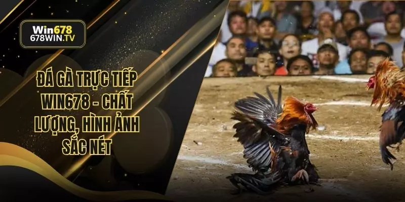 Đá gà trực tiếp