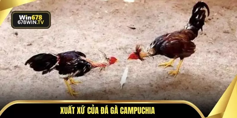 Xuất xứ của đá gà Campuchia
